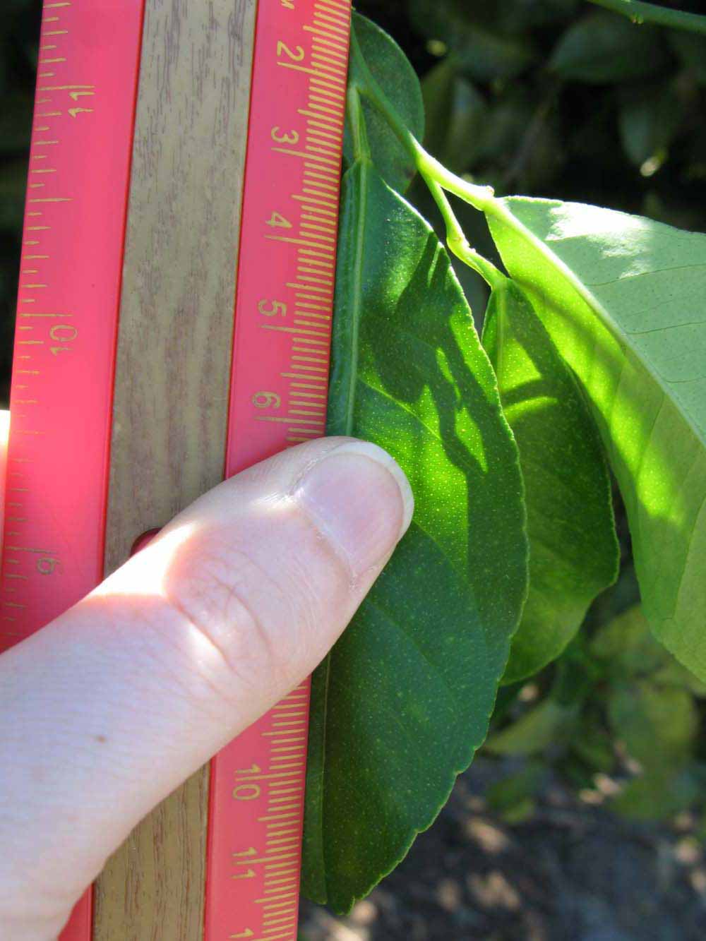              Unifoliolate leaf (Winter Haven, FL)       